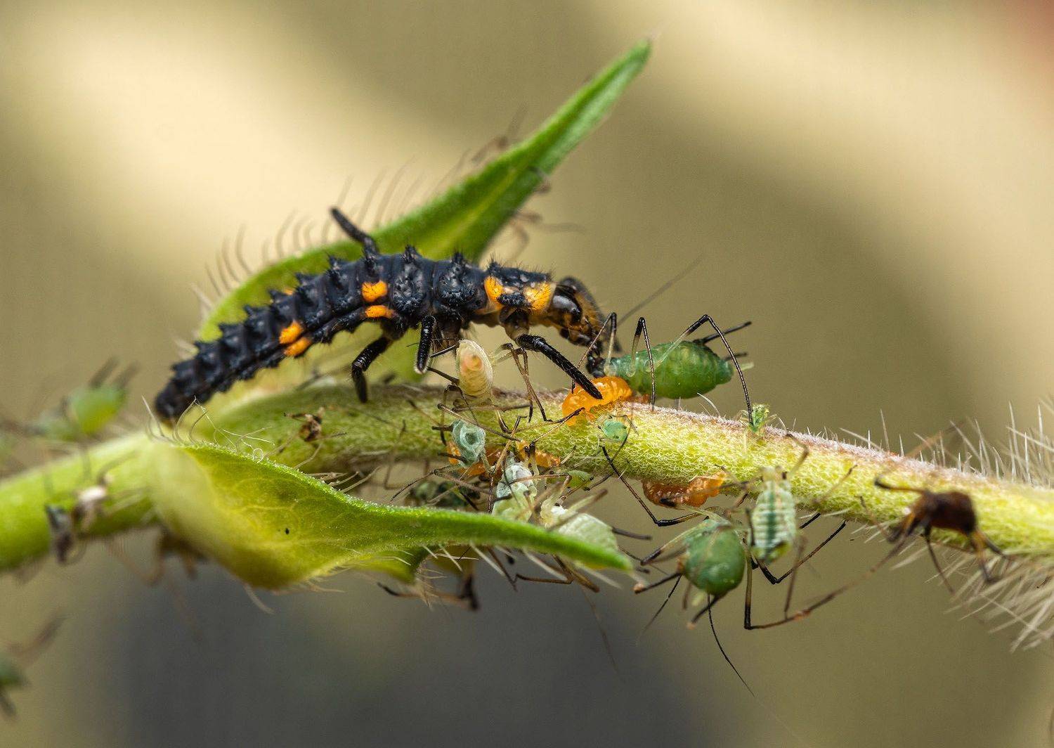 , Сергей Харитон