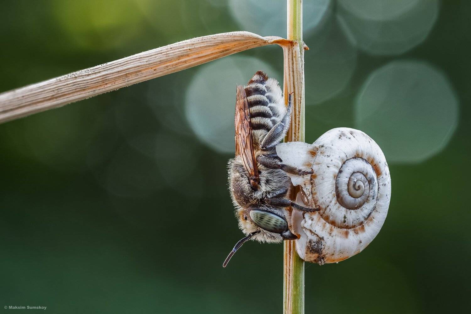 макро,стекинг,вега-11у,пчела,улитка, Максим Сумской