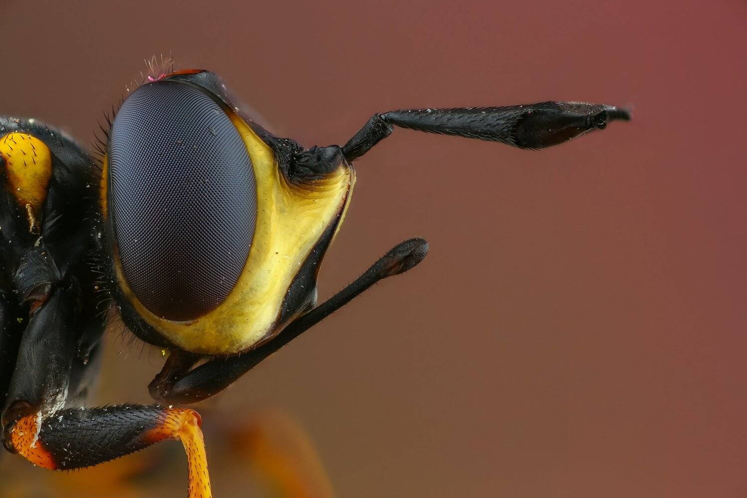 муха,портрет,макро,природа,усы,цвет,коричневый,желтый, Андрей Шаповалов