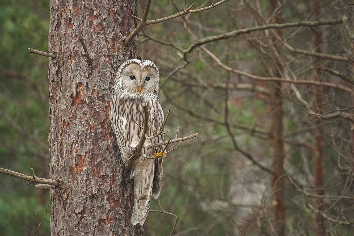 real wildlife, wildlife, nature, wildlife photographer, owl, bird photography, длиннохвостая неясыть, strix uralensis, bird, sa_travelmedia, сова,, Aleksey Sharypin