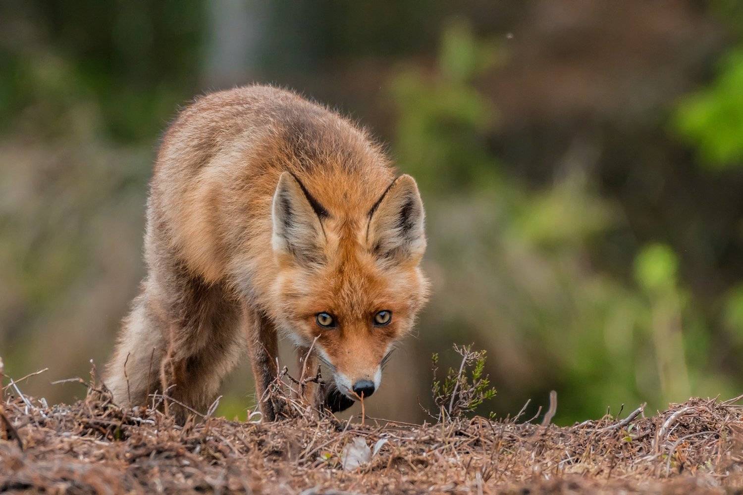 real wildlife, wildlife, nature, forest, wildlife photographer, red fox, animal photography, лиса, дикая природа, sa_travelmedia, природа, fox,, Aleksey Sharypin