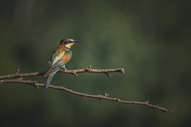 real wildlife, wildlife, nature, wildlife photographer, bird photography, золотистая щурка, european bee-eater, merops apiaster, bird, sa_travelmedia, \