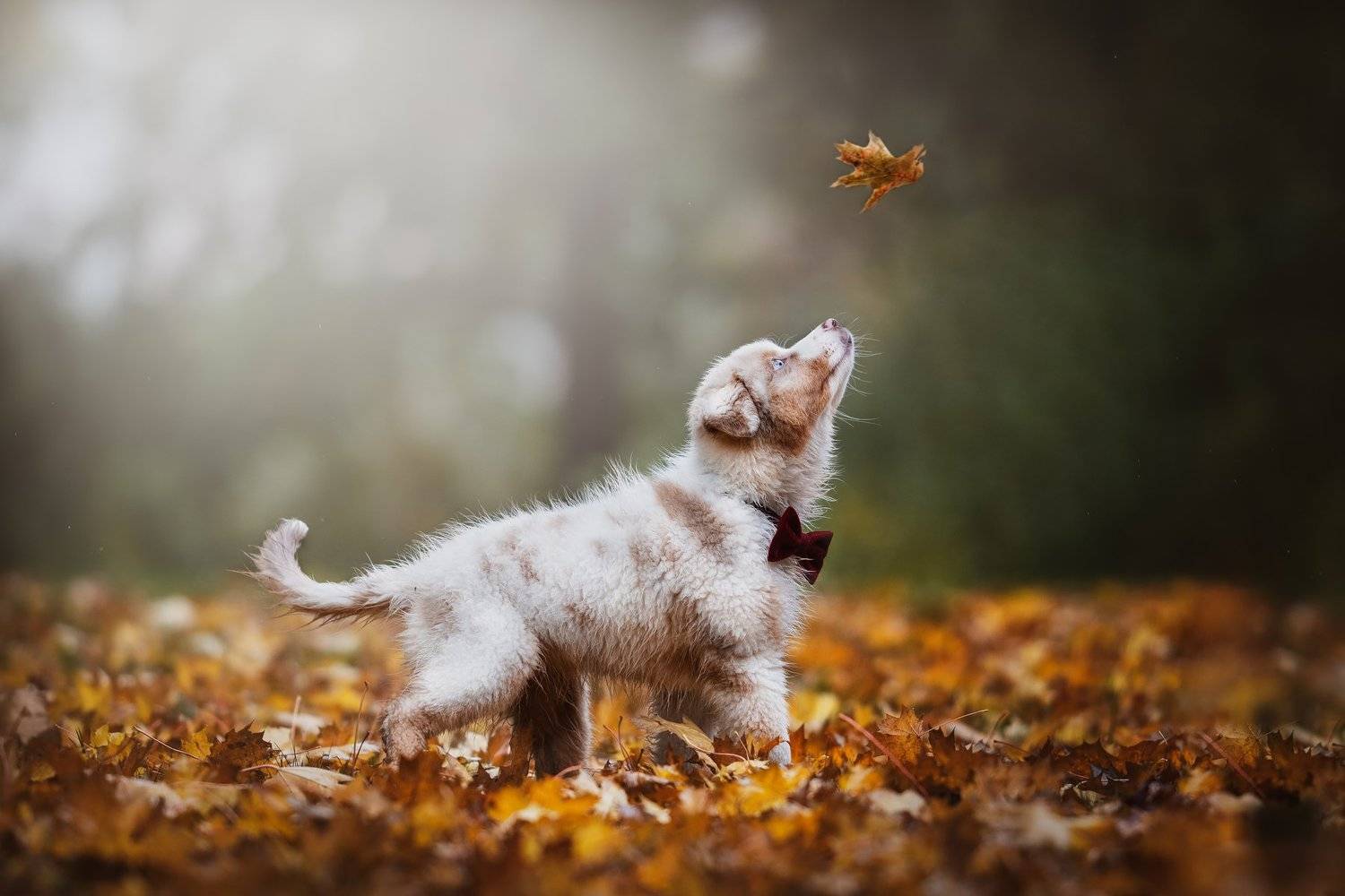 , Alena Trojanovičov&aacute;