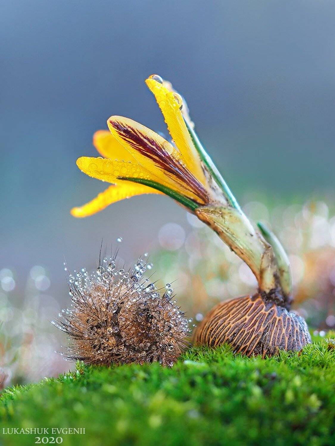 , Евгений Лукашук