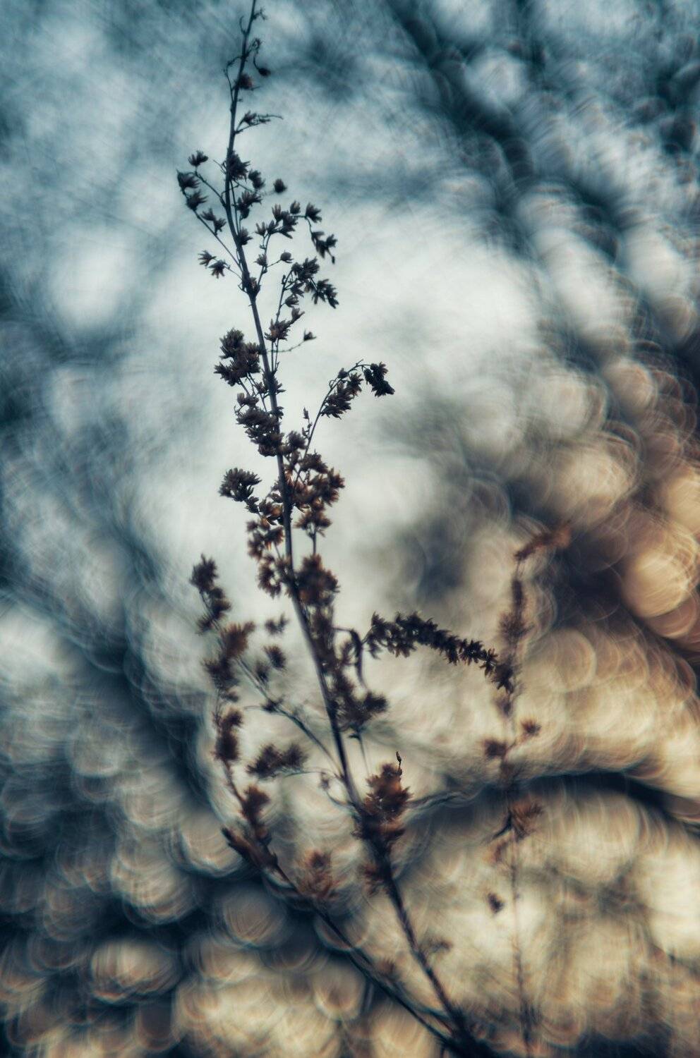 , Александр Фанковин