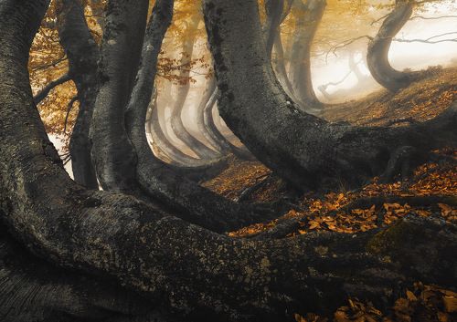 “Symphony of trees”