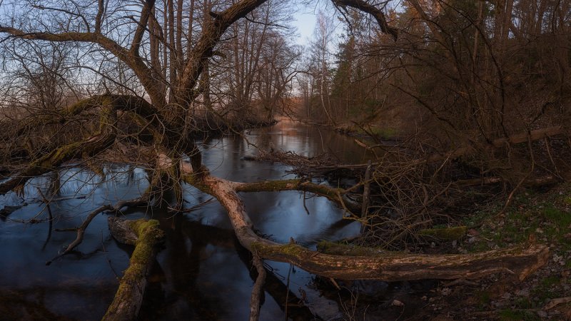 Спрут фото превью