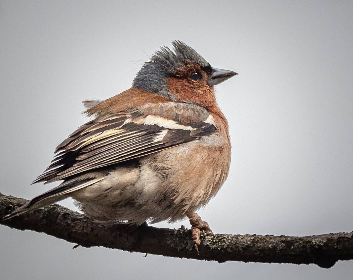 , Курлянцев Алексей