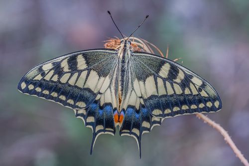Papilio machaon