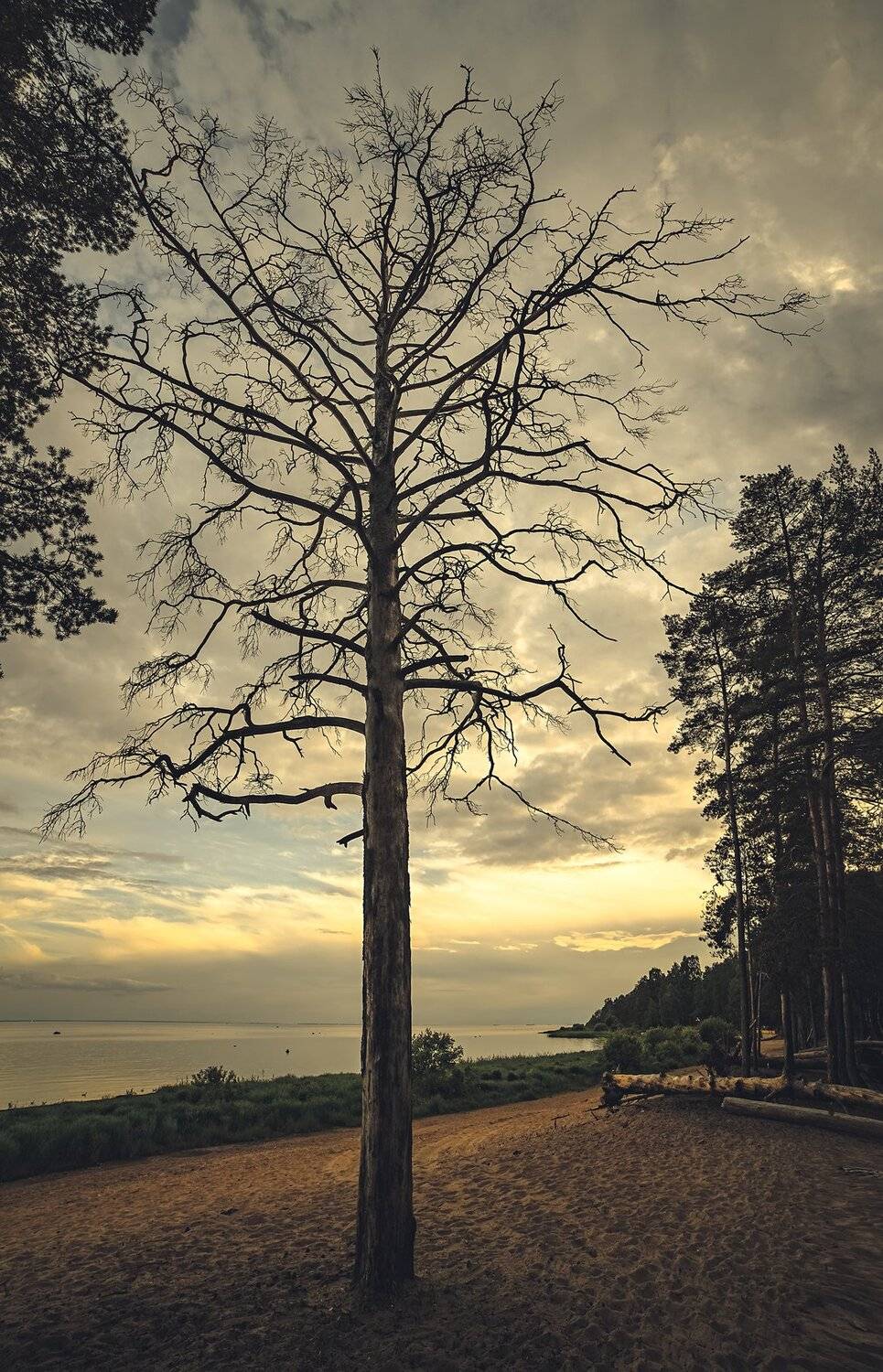 , Рут Андрей