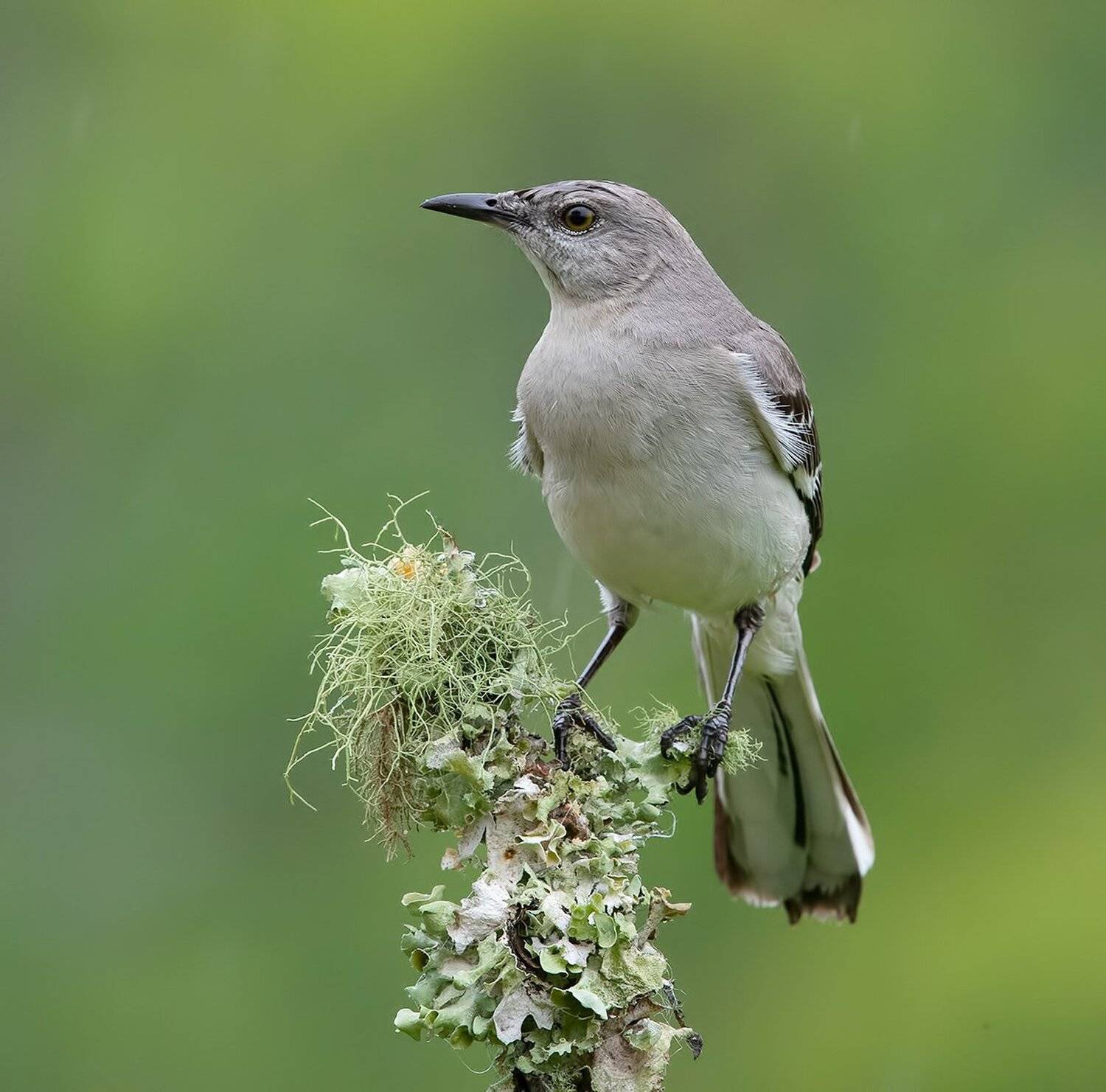 многоголосый пересмешник, northern mockingbird, пересмешник, Elizabeth Etkind