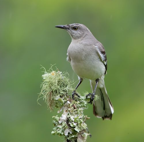 Многоголосый пересмешник - Northern Mockingbird