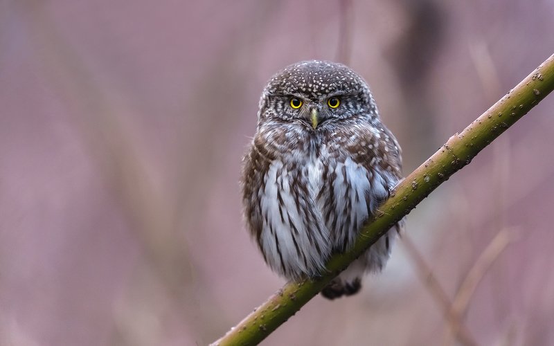 птица, дикая птица, хищная птица, орнитология, дикая природа, фотоохота, , сыч, сыч воробьиный, зима. охота, фотоохота, мышь Сыч воробьиный. фото превью