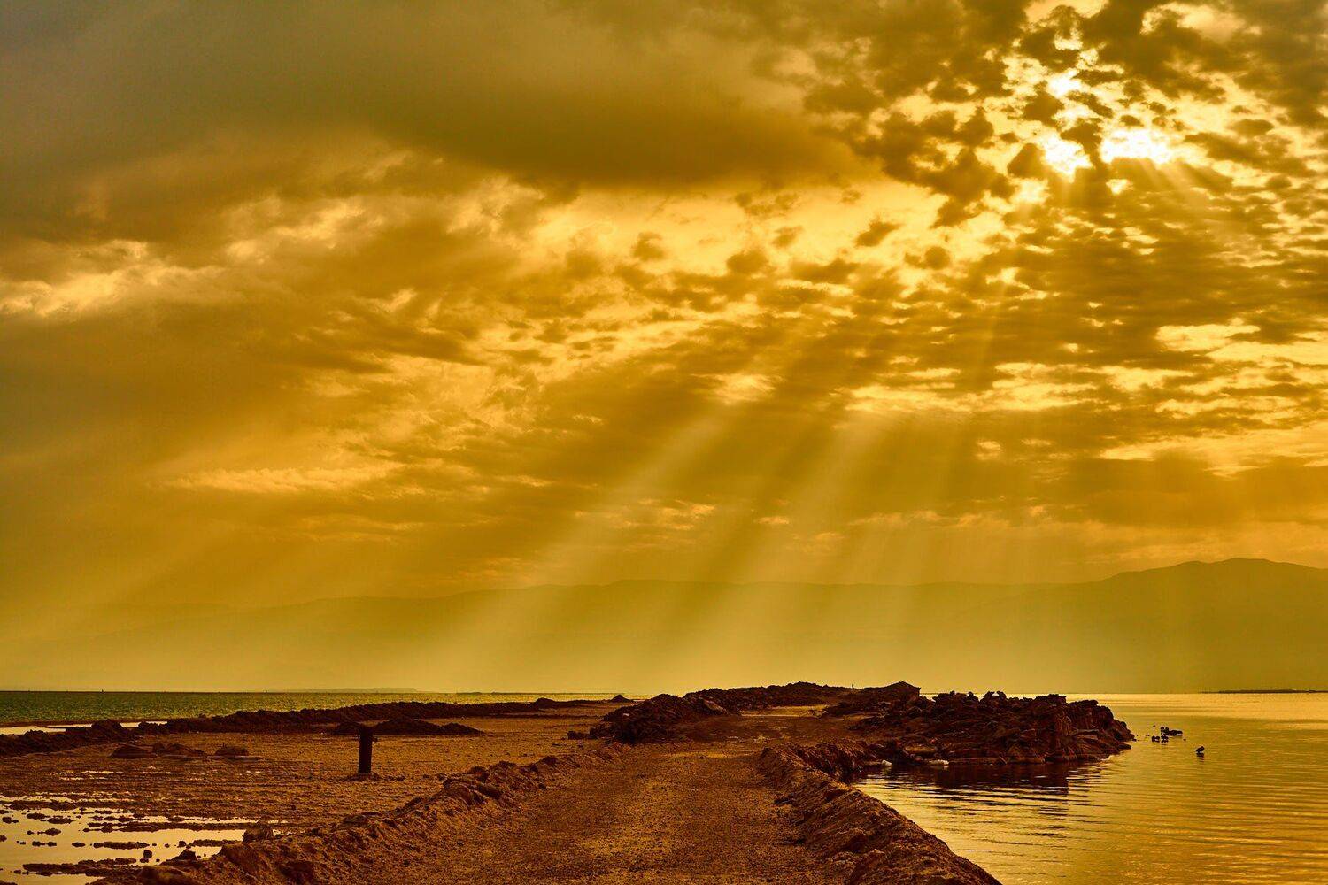 , David Solodar