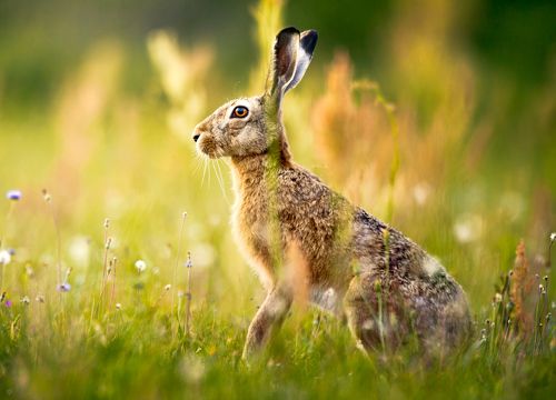 Hare