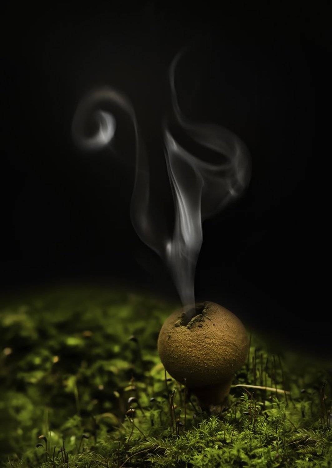 гриб, дождевик, споры, выброс, Наталия Сытина