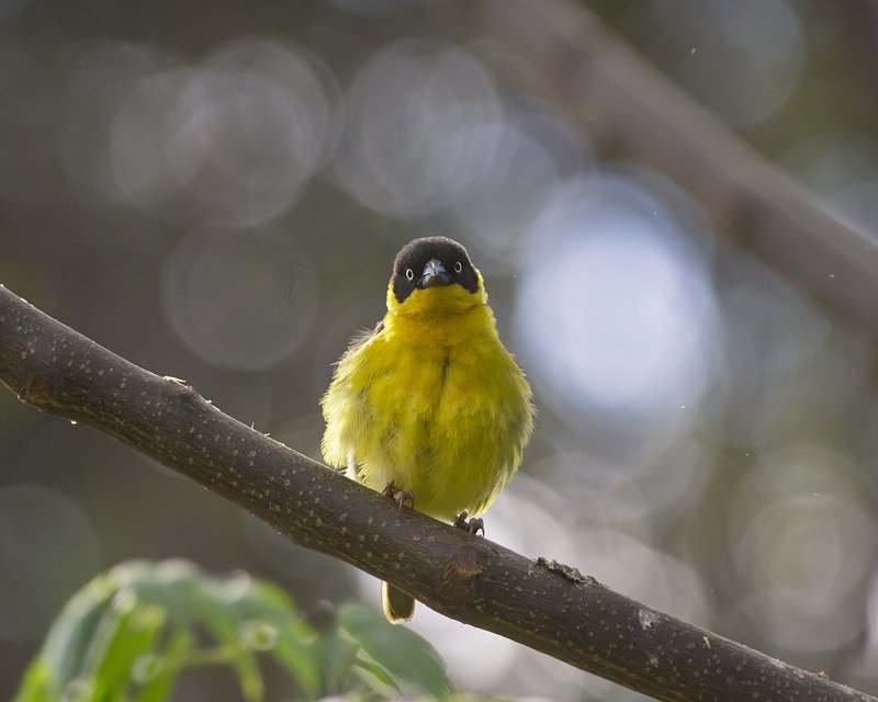 Привет! фото превью