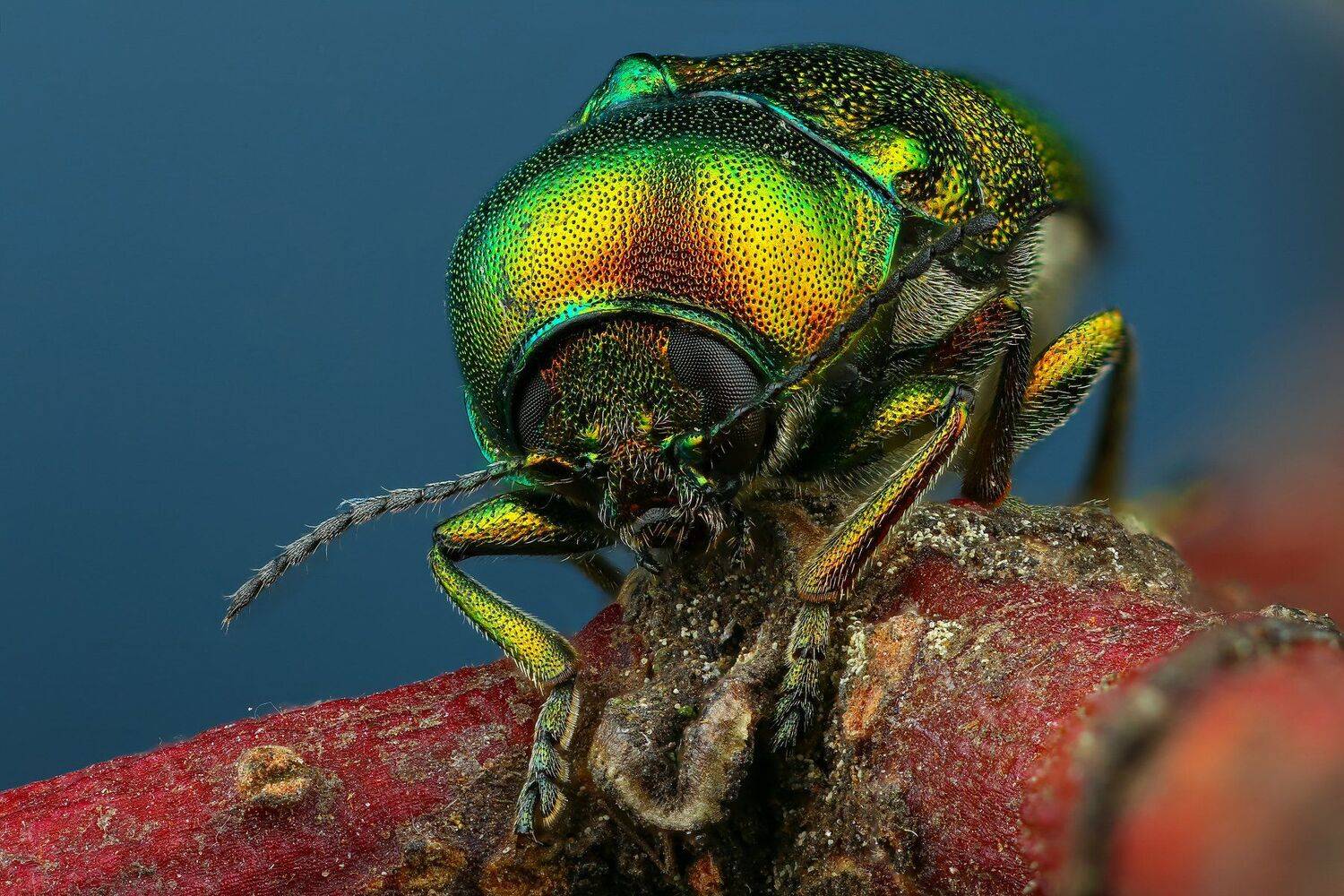 жук,макро,природа,усы,цвет,зеленый,растение,голубой, Андрей Шаповалов