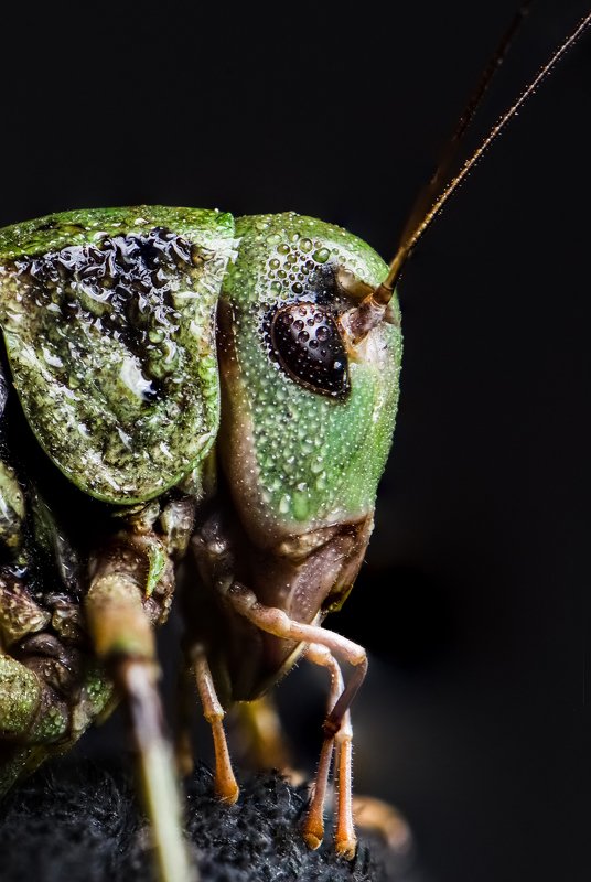 Портрет саранчи фото превью