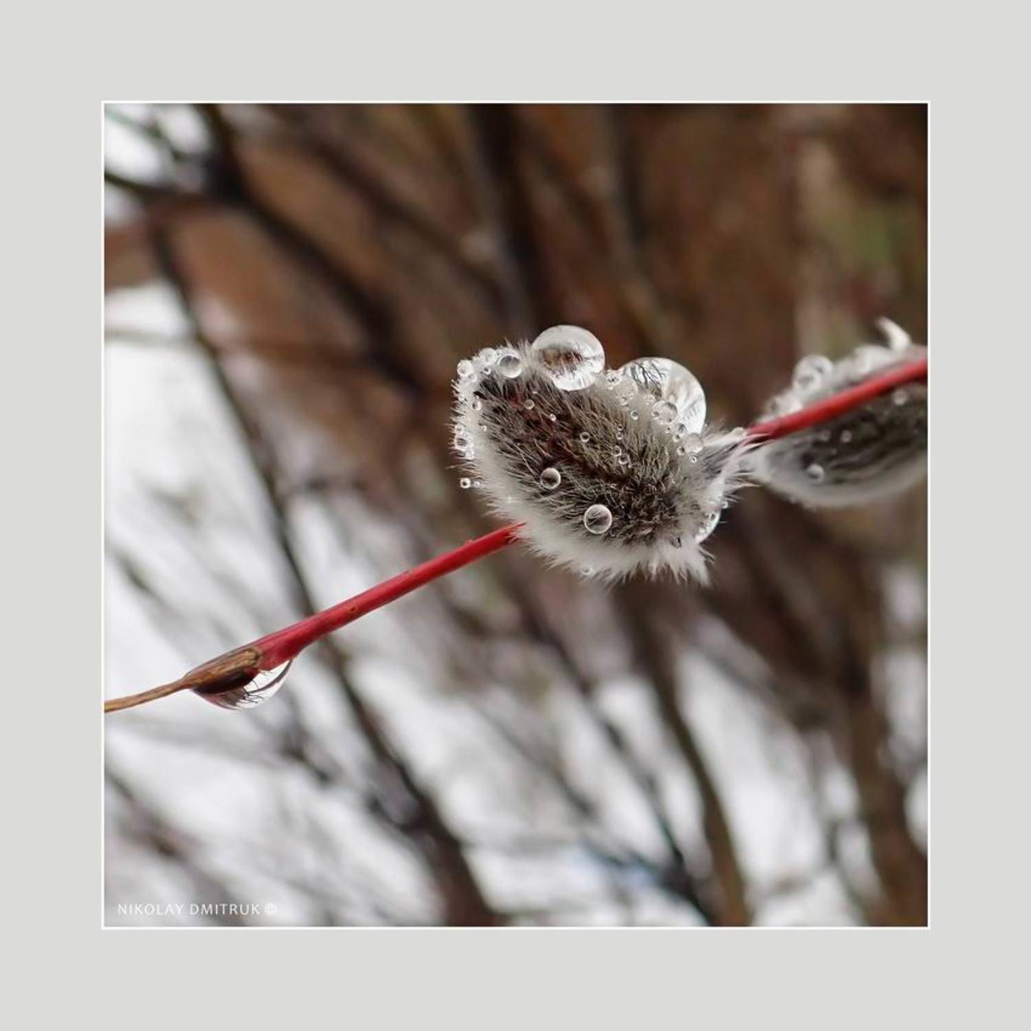 макро, николай дмитрук