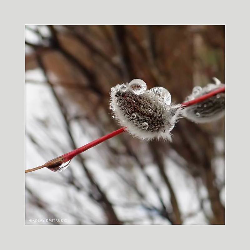 макро апрель. дождь. 2020 фото превью