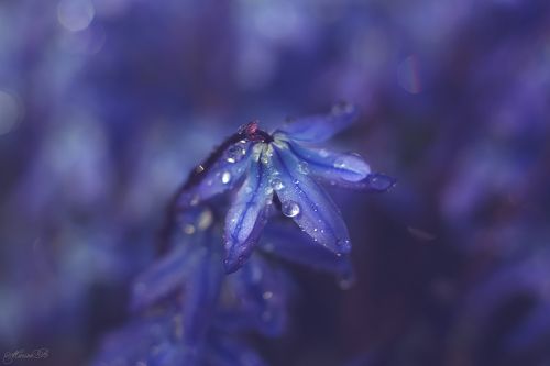 Весеннее сияние