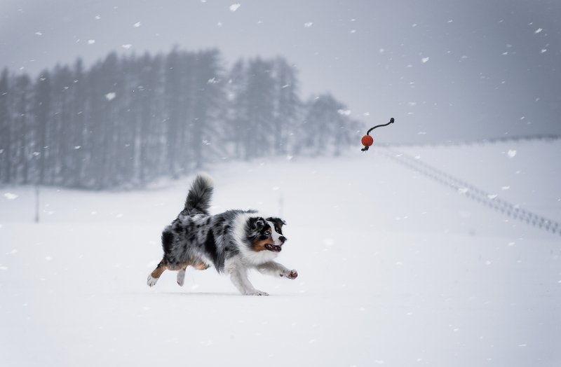 Бакс фото превью