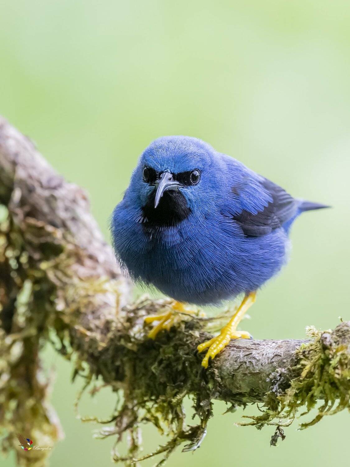 , Fernando Burgalin Sequeira