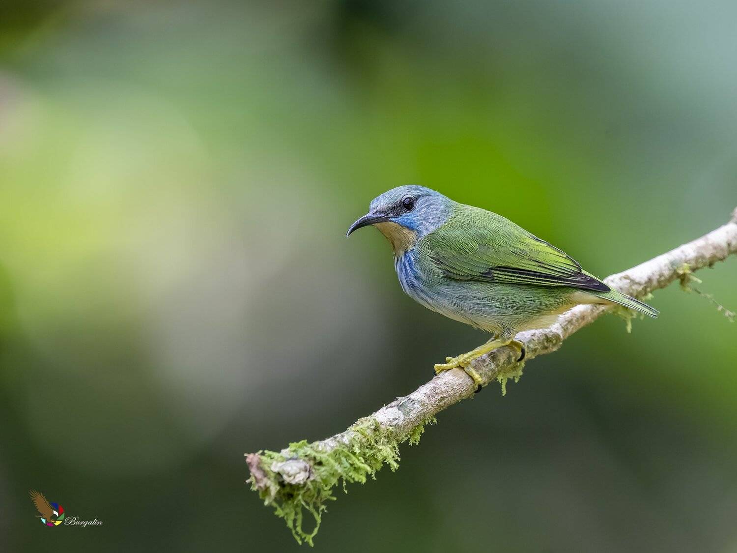 , Fernando Burgalin Sequeira