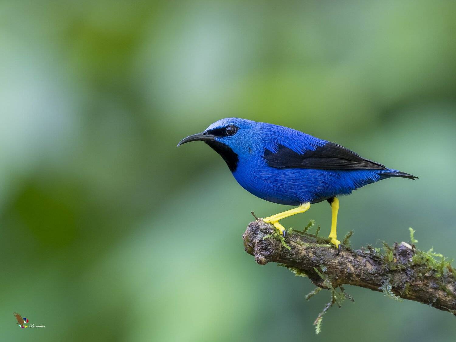 , Fernando Burgalin Sequeira