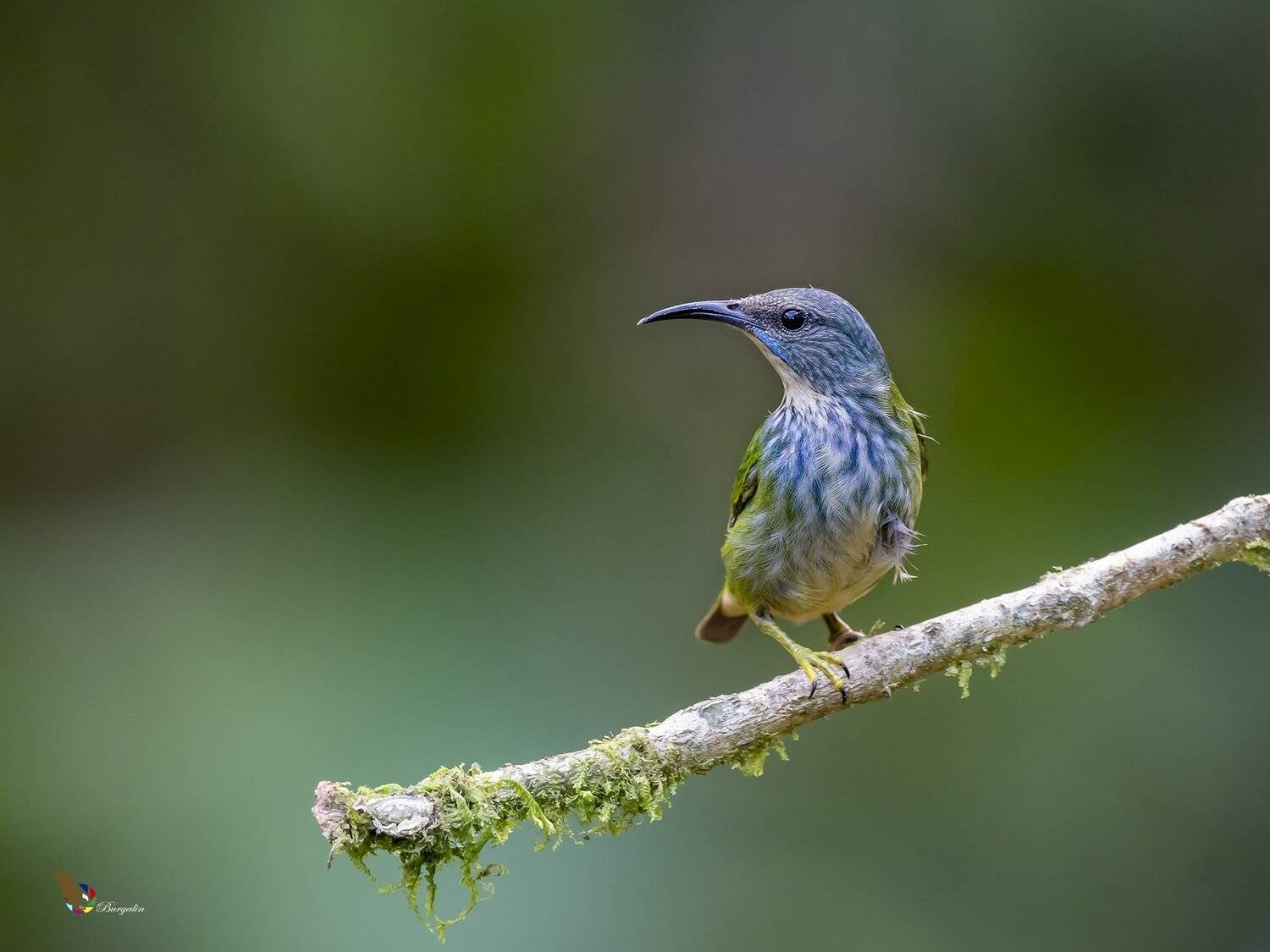 , Fernando Burgalin Sequeira