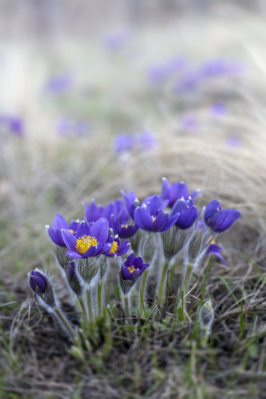 южный урал,оренбургская область, орск, новотроицк, Прострел обыкновенный фото превью