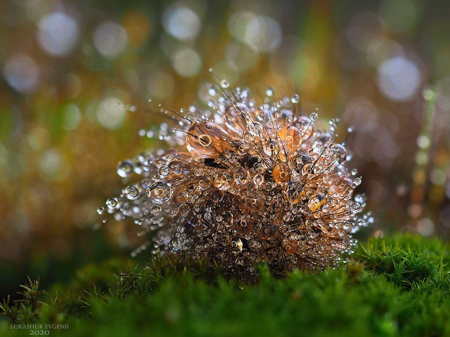 , Евгений Лукашук