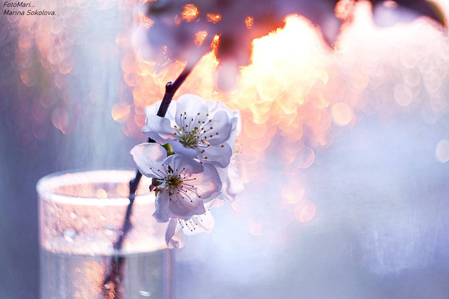 , Марина Соколова