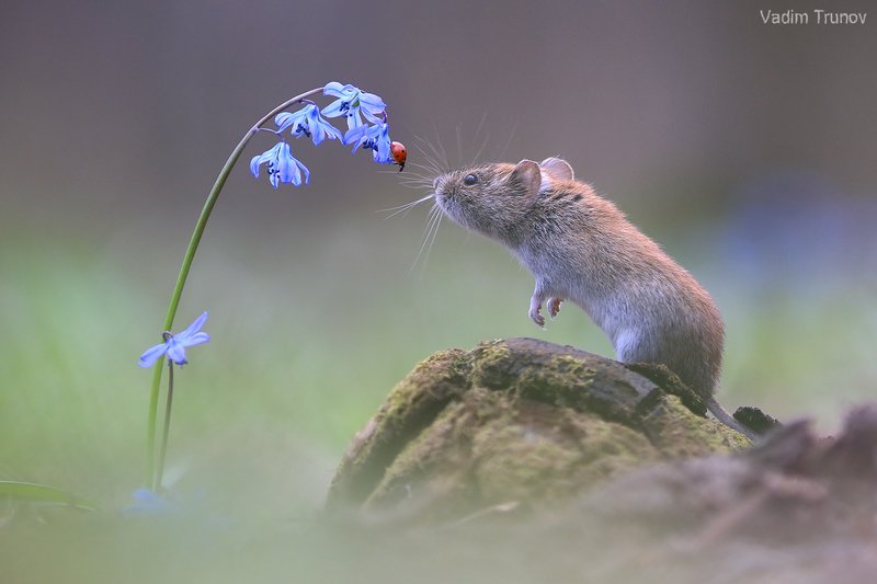 мышь, божья коровка, подснежник, весна Встреча фото превью