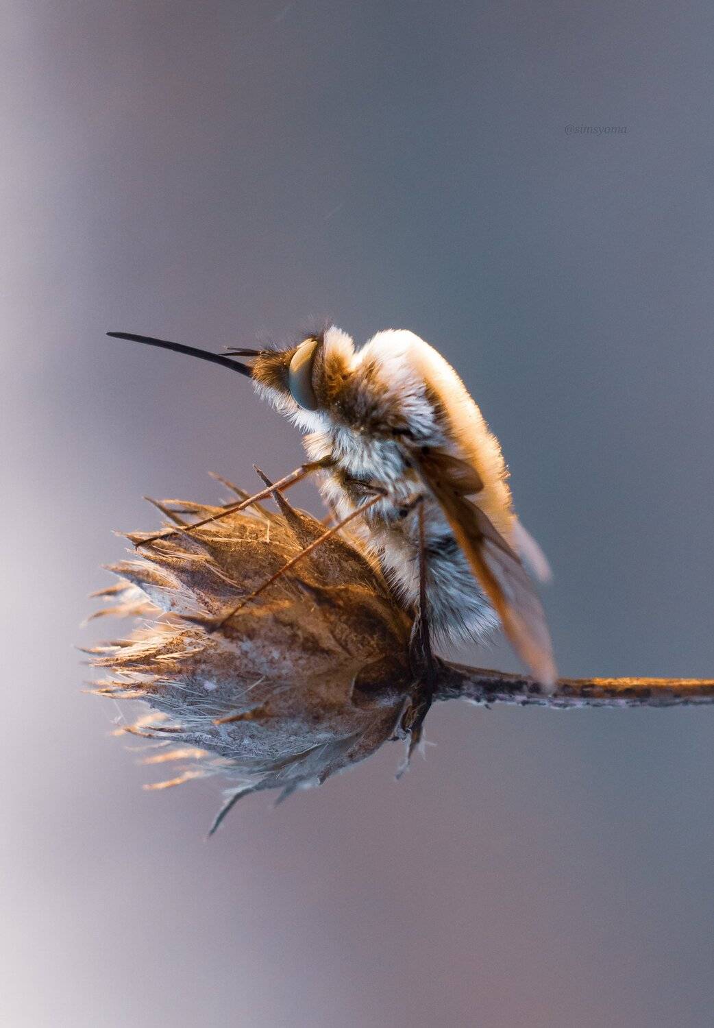 , Юлия Хворостяная