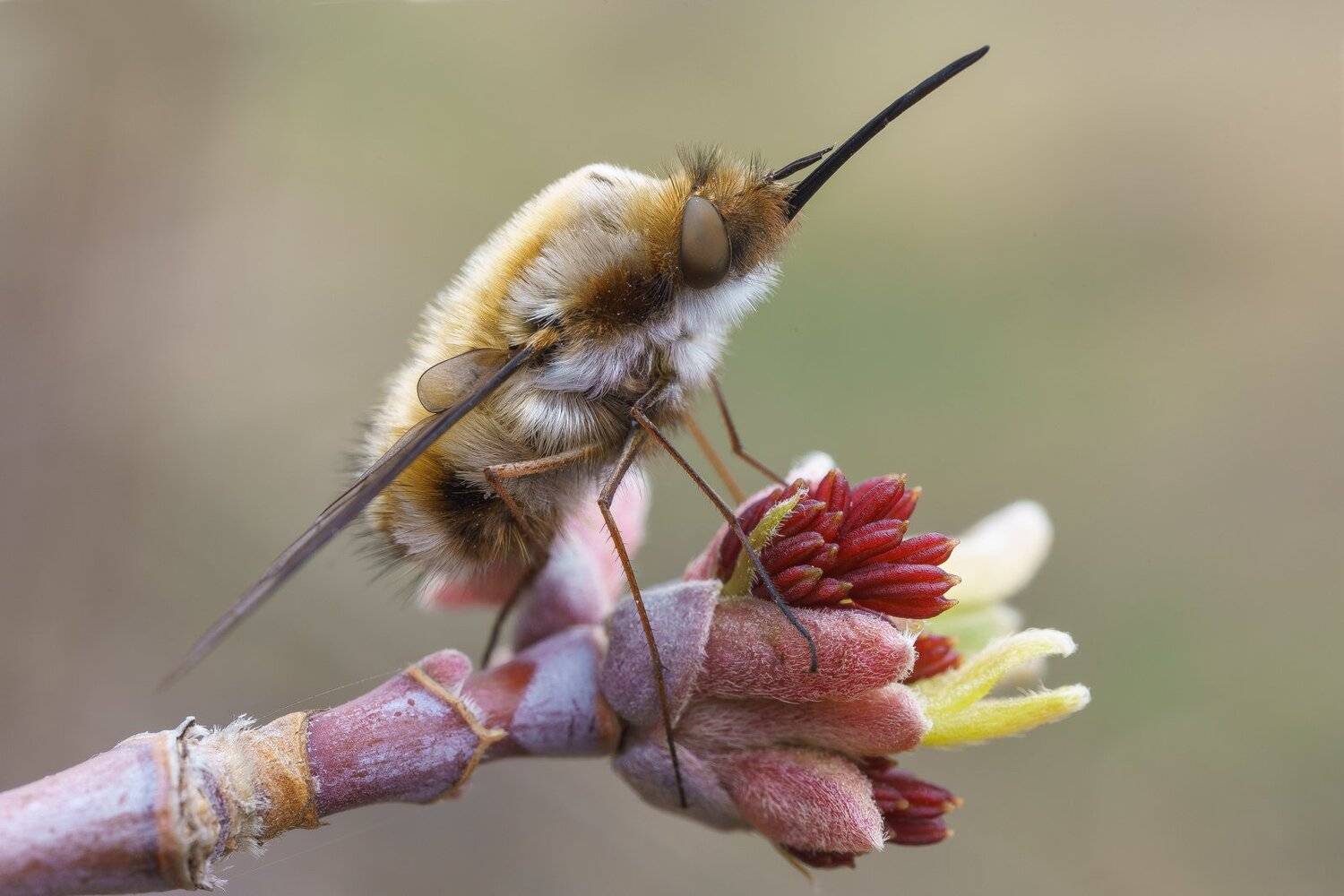 , Кузнецов Дмитрий
