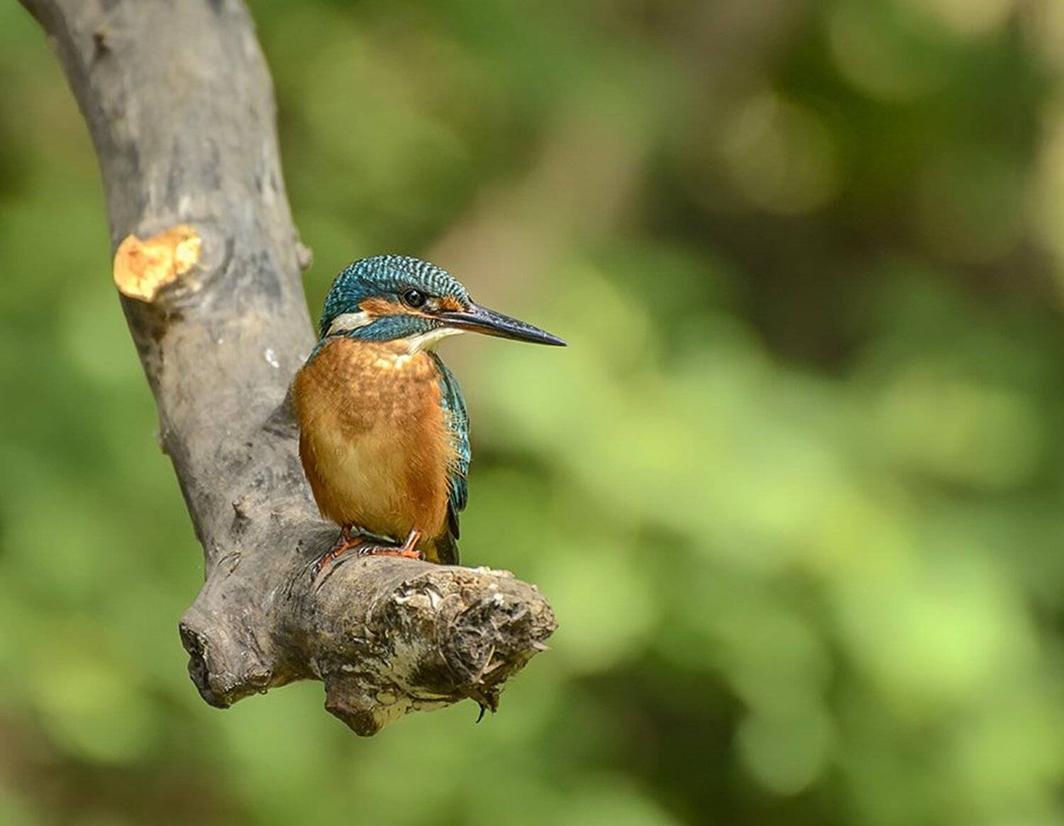 , Анатолий Зверев