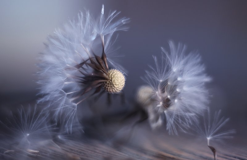 из жизни одуванчиков фото превью