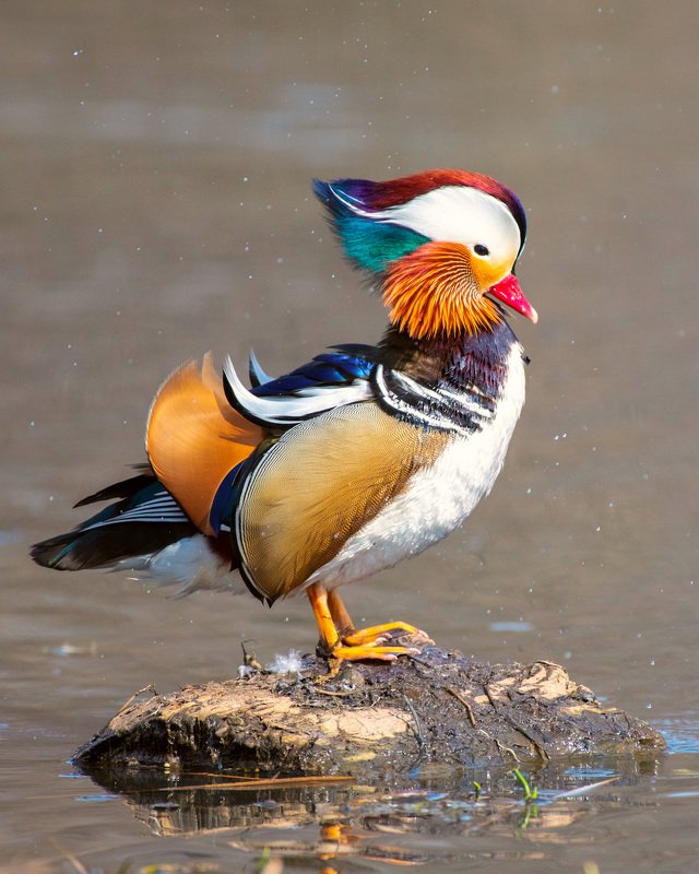 mandarinduck, duck, wildlife, water, lake, bird, colors Mandarin Duck фото превью
