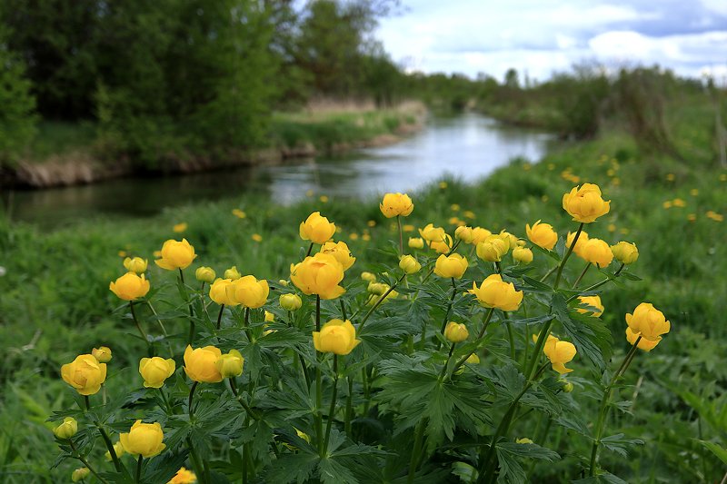 trollius, europaeus Купальницы фото превью