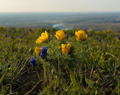 Адонис весенний