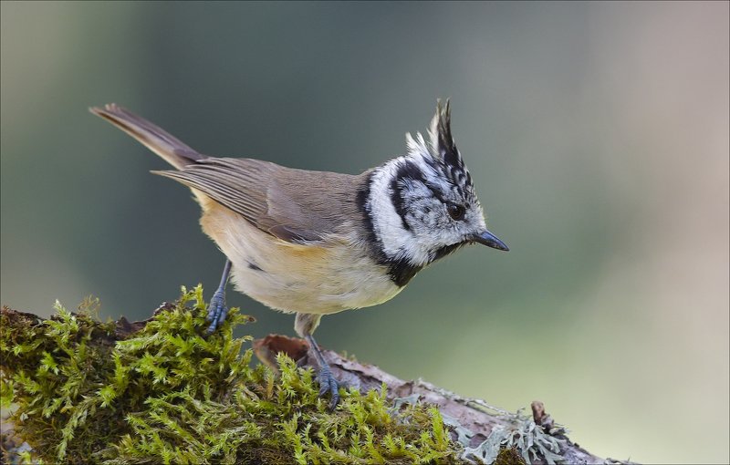 гренадёрка Гренадёрка фото превью