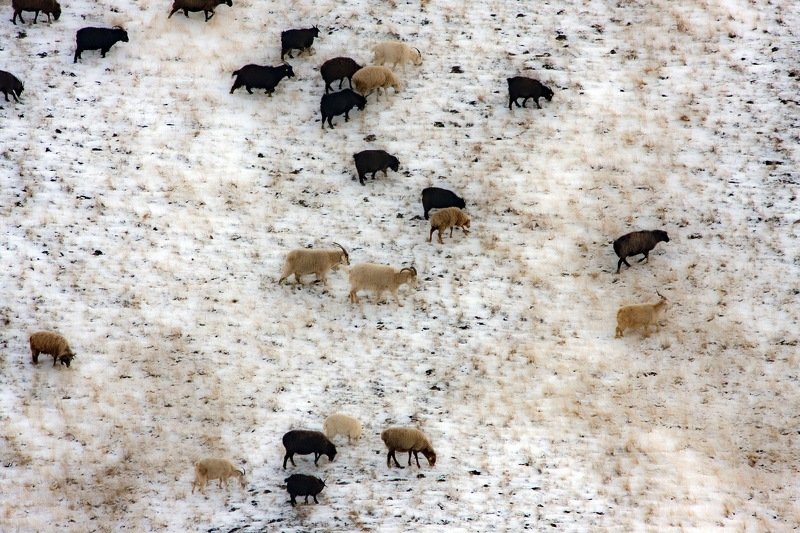 белошапка Белошапка фото превью