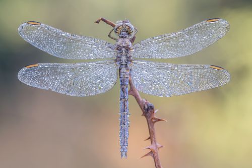 Dragonfly