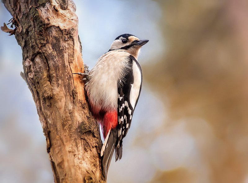 Кто стучал? фото превью