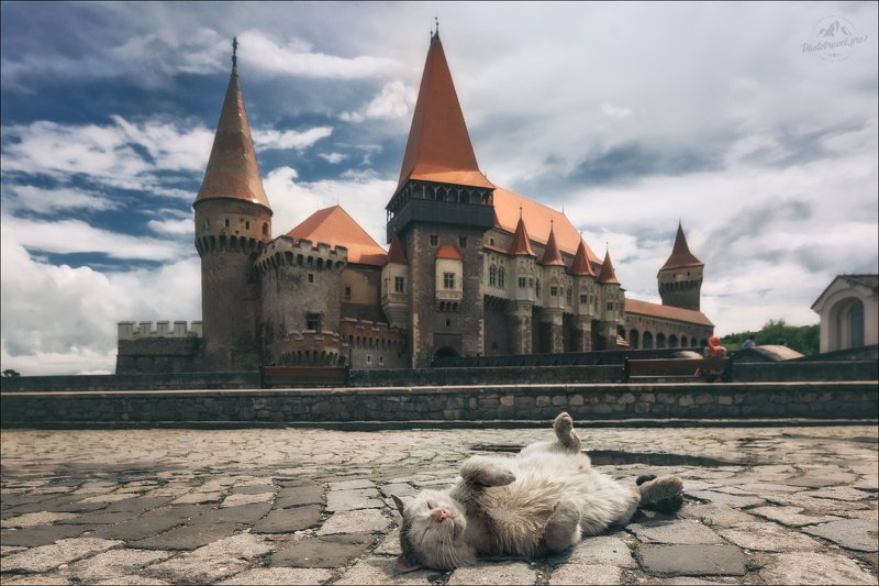 румыния, замок корвинов, кот, romania, corvin castle И пусть весь мир подождет ... фото превью