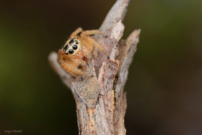 паук, паук-скакунчик Элегантный турецкий паучок фото превью
