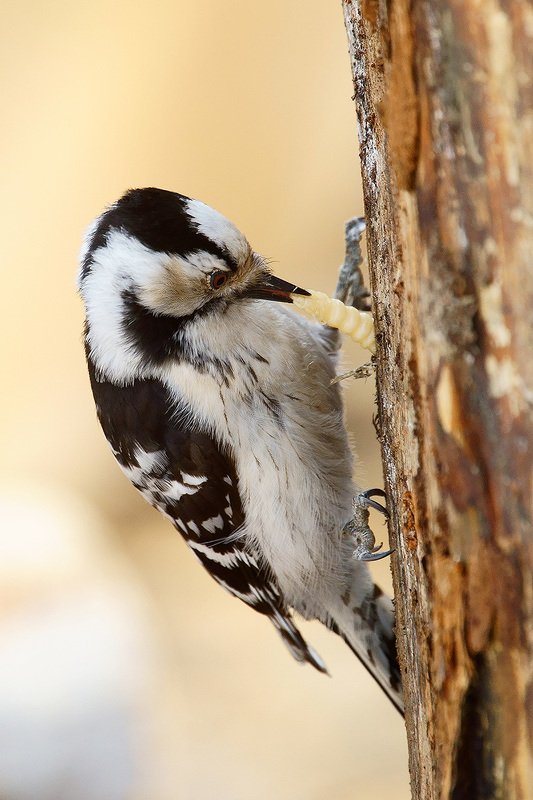 Сытный ужин фото превью