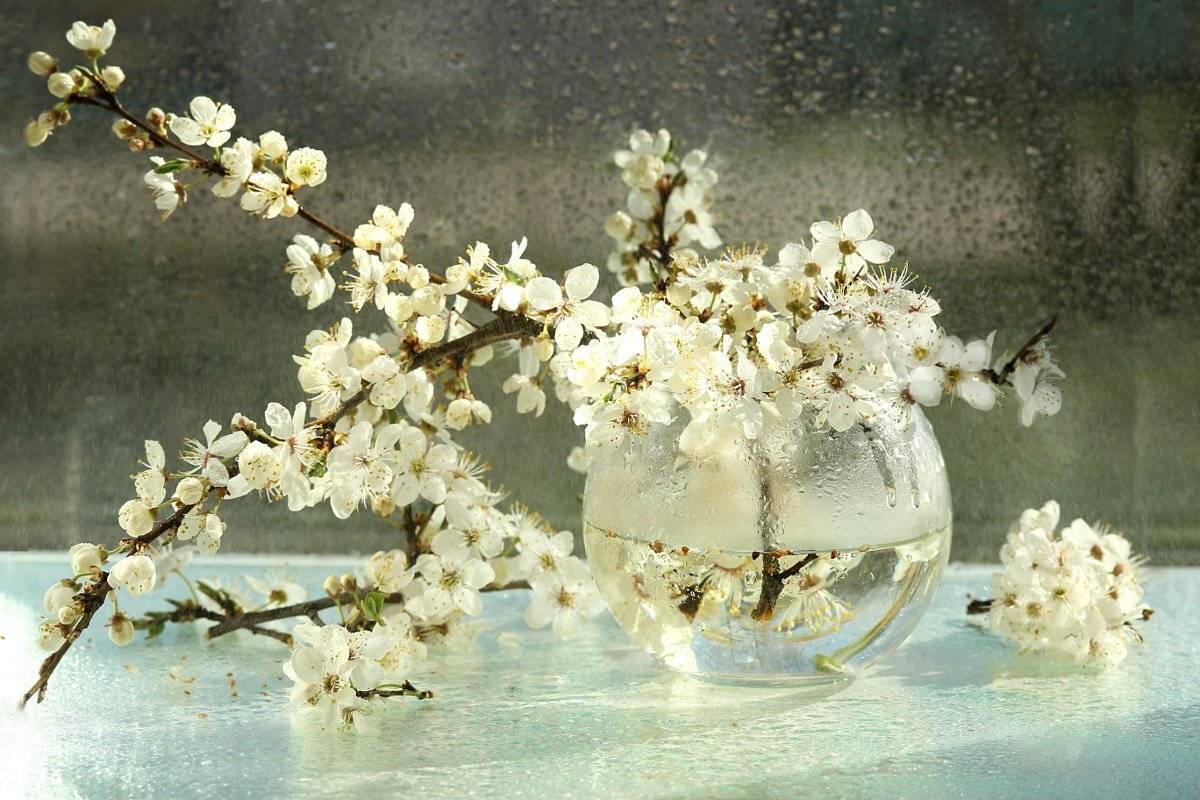 цветы, алыба, ветки, Шруб (Беляева) Татьяна